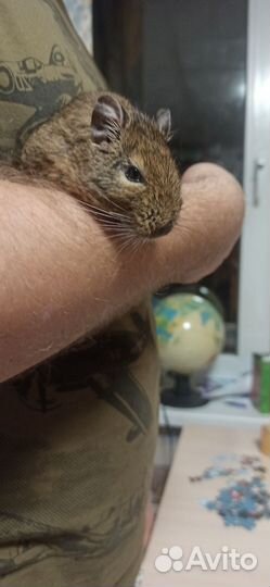 Две чилийские белки дегу с клеткой