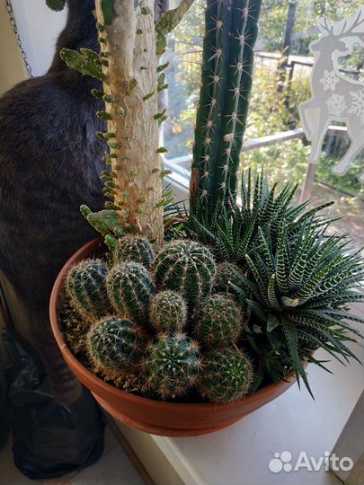 Кактусы и суккуленты флорариум