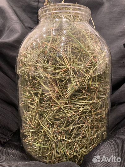 Хвоя сосновая