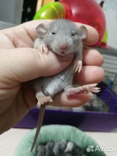 Крыса крысята дамбо