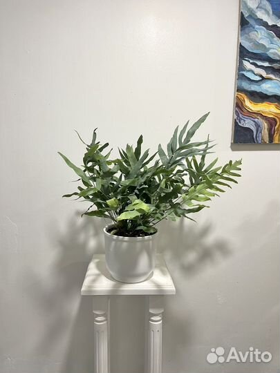 Редкие комнатные цветы Папоротник