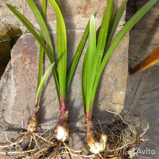 Гиппиаструм