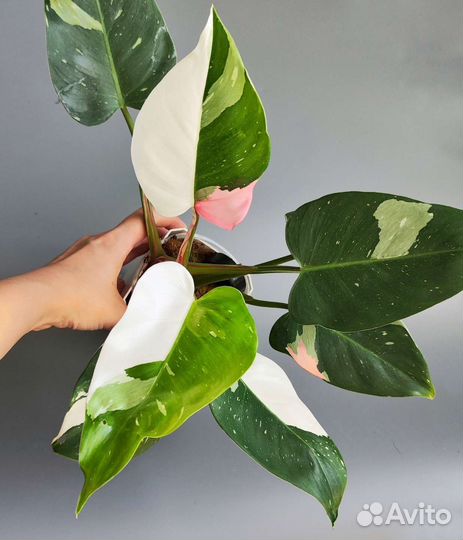 Комнатные растения 2