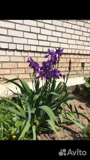 Ирисы