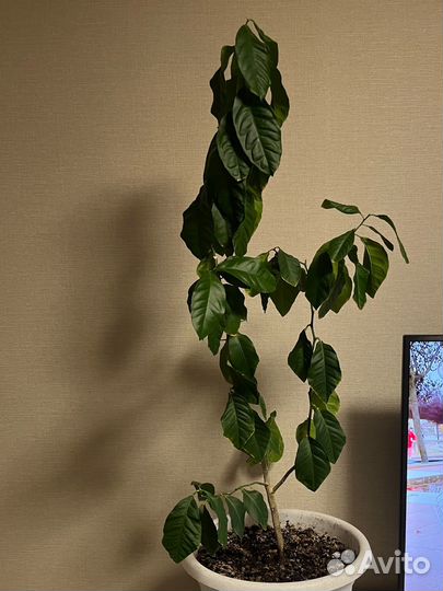 Лимонное дерево