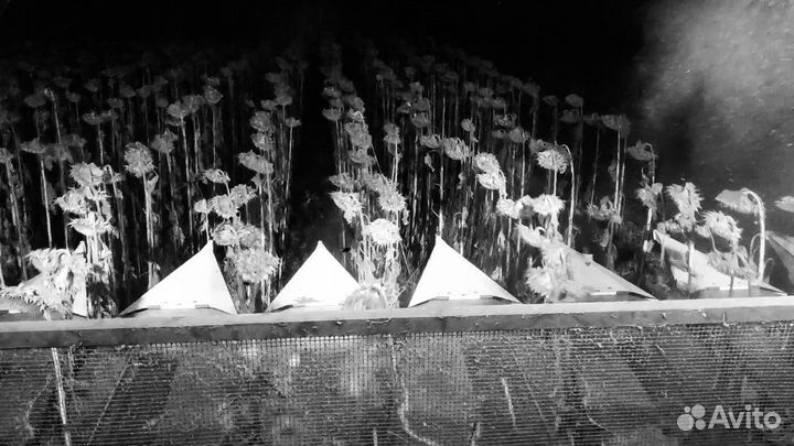 Уборка сельскохозяйственного урожая