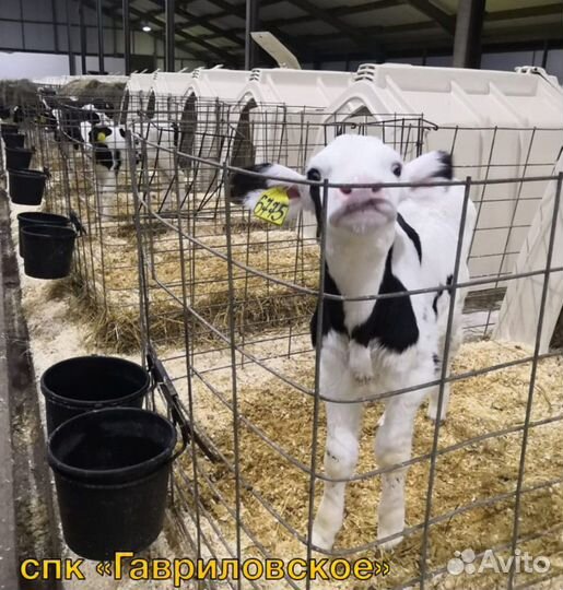 Телята Бычки Отпоенные мясные