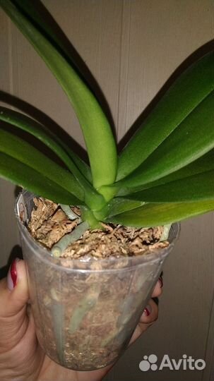 Орхидея Violet Eye