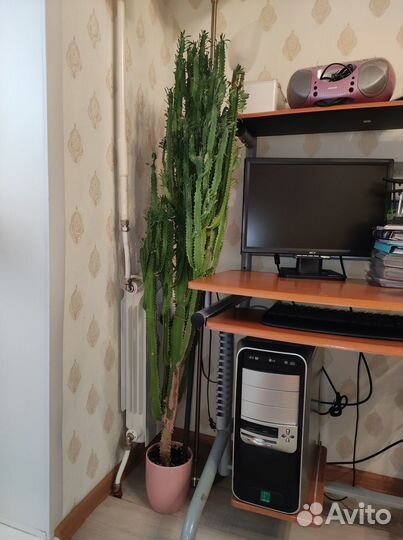 Кактус Молочай трехгранный