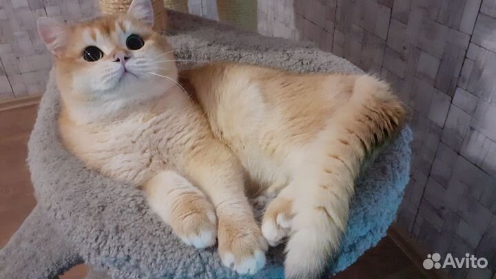Котик ласковый енотик
