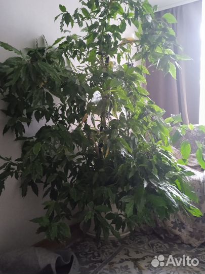 Продам китайскую розу и замиокулькас