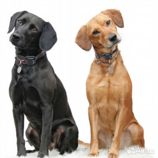 Электронный ошейник для собак