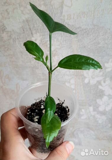 Гибискус шизопеталус