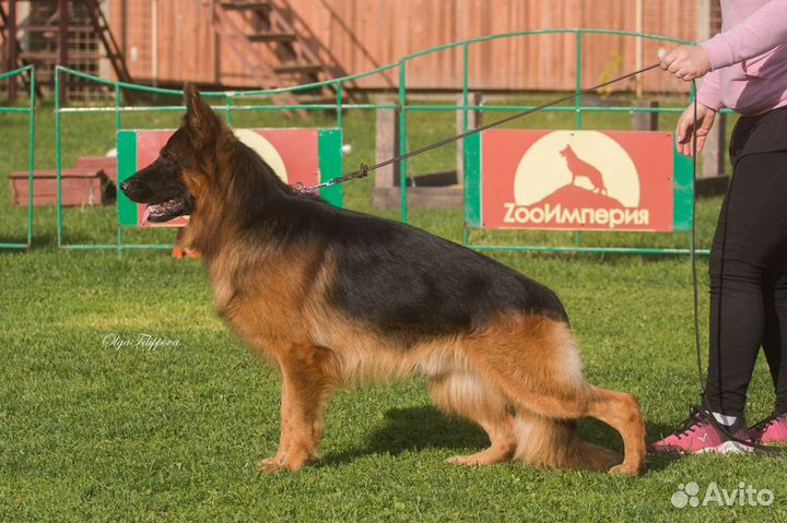 Кобели для вязки