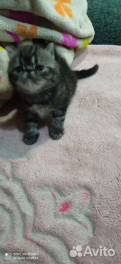 Экзотический котёнок