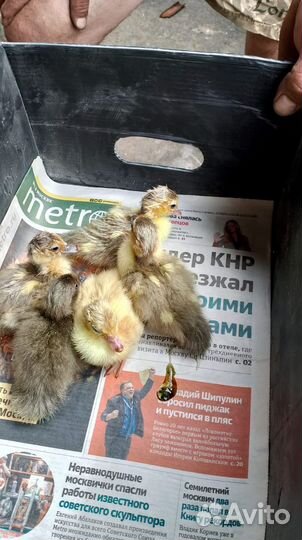 Мускусные утки и индоутята