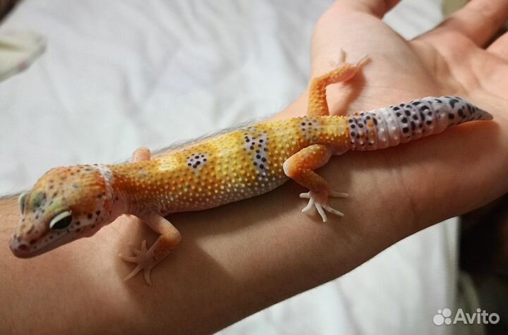 Эублефар самец