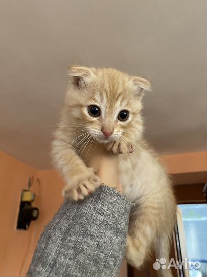 Котенок в дар бесплатно