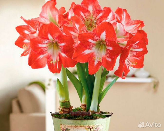 Гиппеаструм амариллис