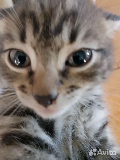 Кошка вацо