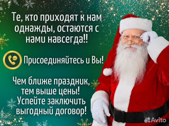 Пихта Фразера Живые елки оптом Новогодняя