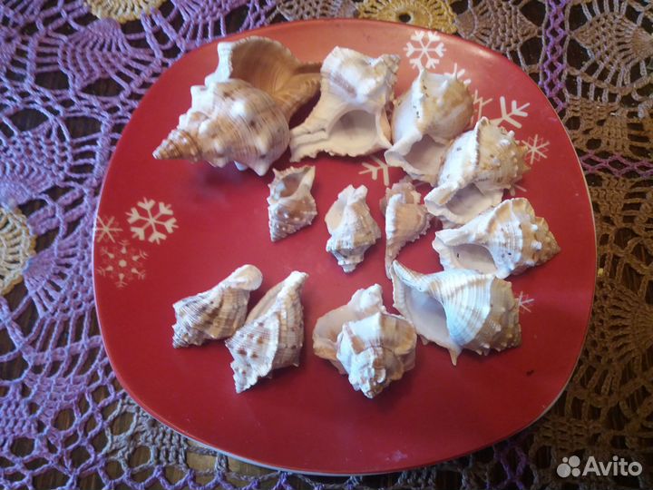 Морские раковины