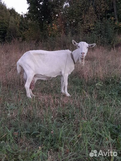 Козы, петушки