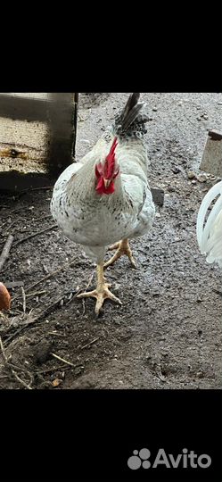 Молодые петухи