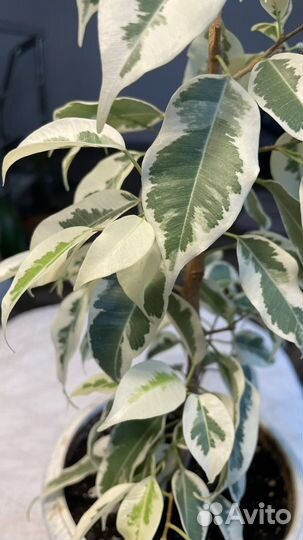 Фикусы бенджамина де Гантель, Твилайт, Анастасия