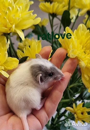 Крысята дамбо малыши