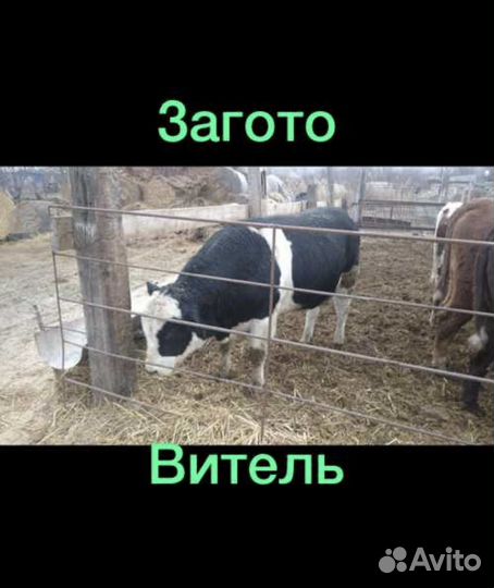 Быки заготовитель