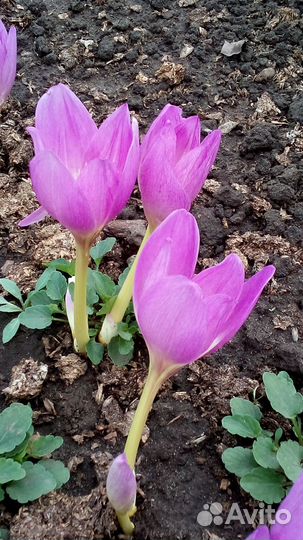 Безвременники(луковицы)