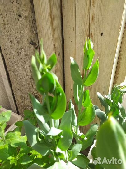 Эустома рассада