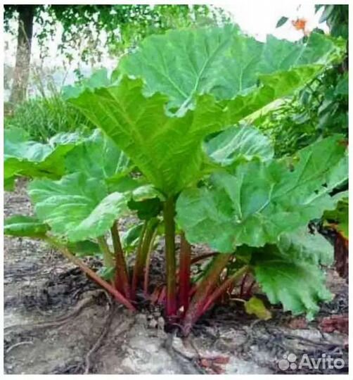 Ревень, Хоста, Энотера, ирис многолетние цветы