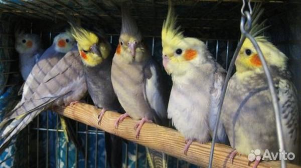 Попугаи Кореллы
