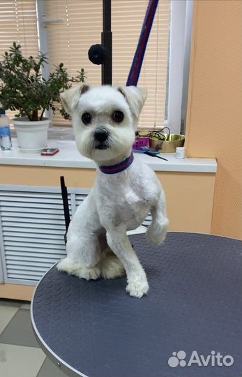 Стрижка собак и кошек в салоне «Хвостун»