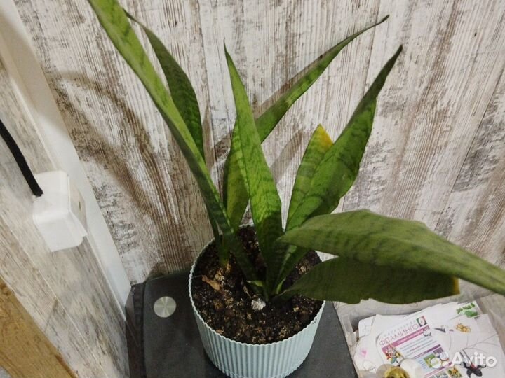Сансевиерия, Щучий хвост, (Тёщин язык)
