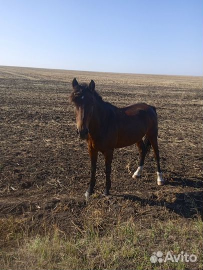 Жребая кобыла