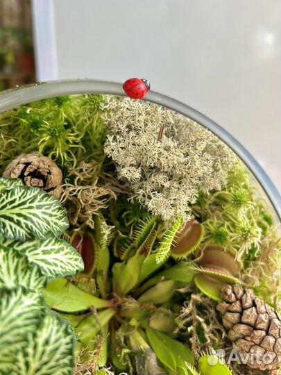 Хищное растение