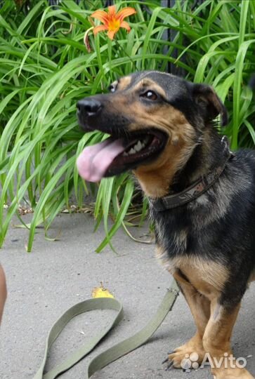 Короткалапик метис