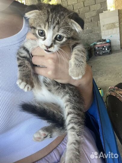 Вислоухая кошка бесплатно