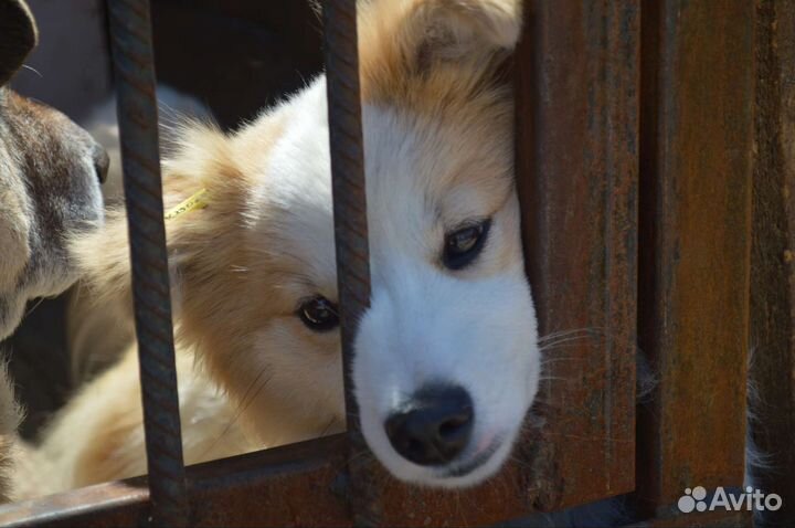 Миниатюрная собака ищет дом