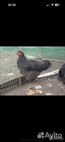 Бойцовая птица