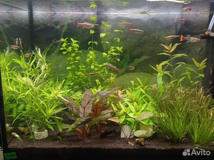 Аквариумные растения, удобрения, грунт, проппант