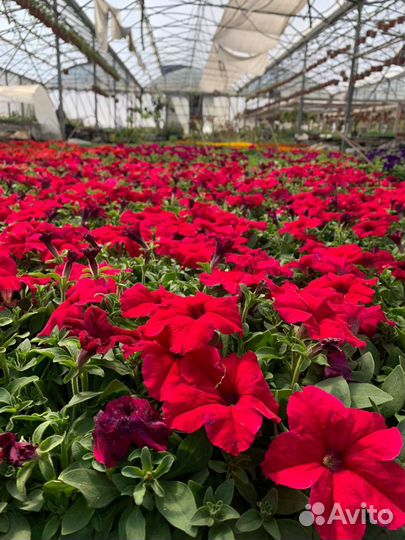 Однолетняя Рассада цветов в Анапе