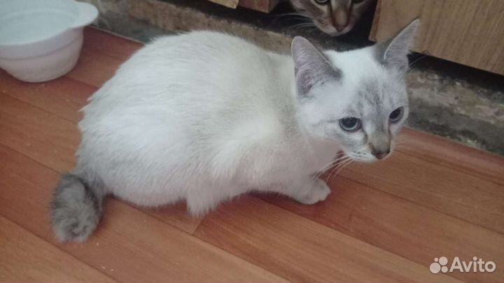 Котодетки в добрые руки