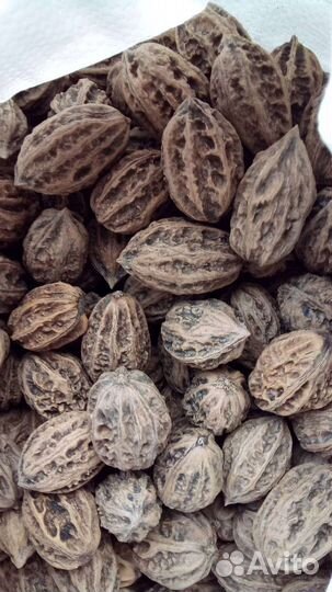 Маньчжурский орех Семена 10 шт