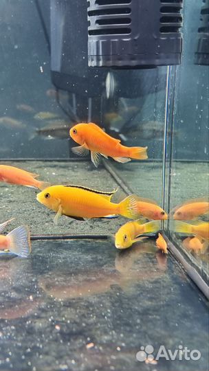 Цихлиды, аквариумные рыбки