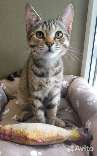 В добрые руки кошечкуЛаска