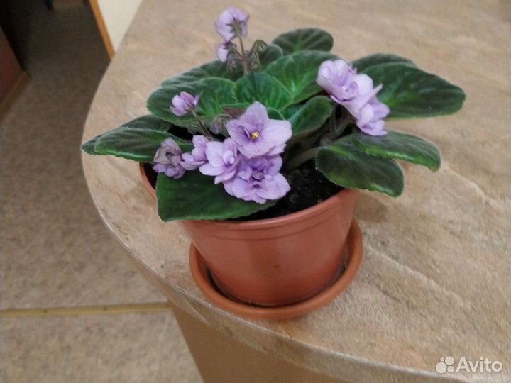 Фиалка нежно - сиреневая с горшком